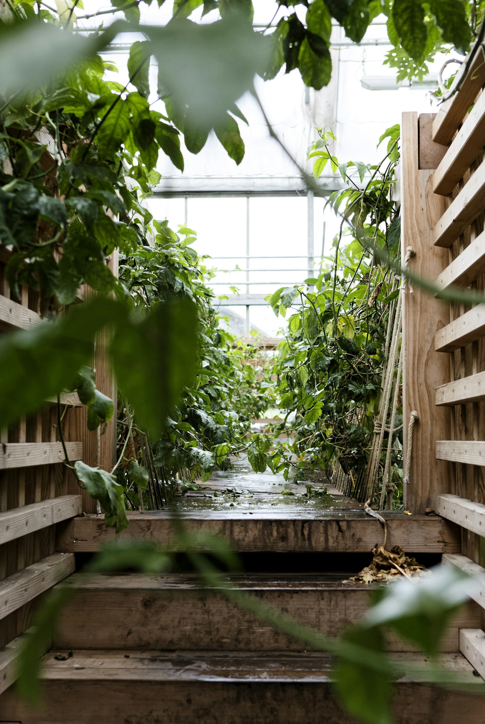 A lush greenhouse interior filled with rows of dense tropical plants and green foliage under bright natural light
