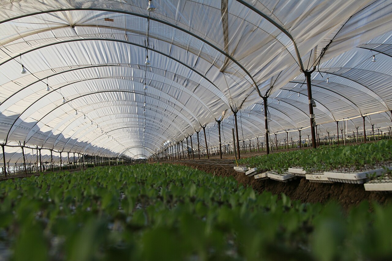 Young green seedlings growing in organized rows in a bright greenhouse under natural growing light