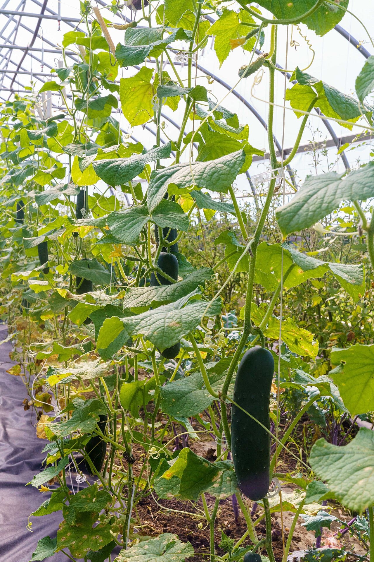Rows of cucumbers growing in organized beds inside a high tunnel greenhouse at Berry Goods Farm in Morristown Indiana funded through the NRCS EQIP program