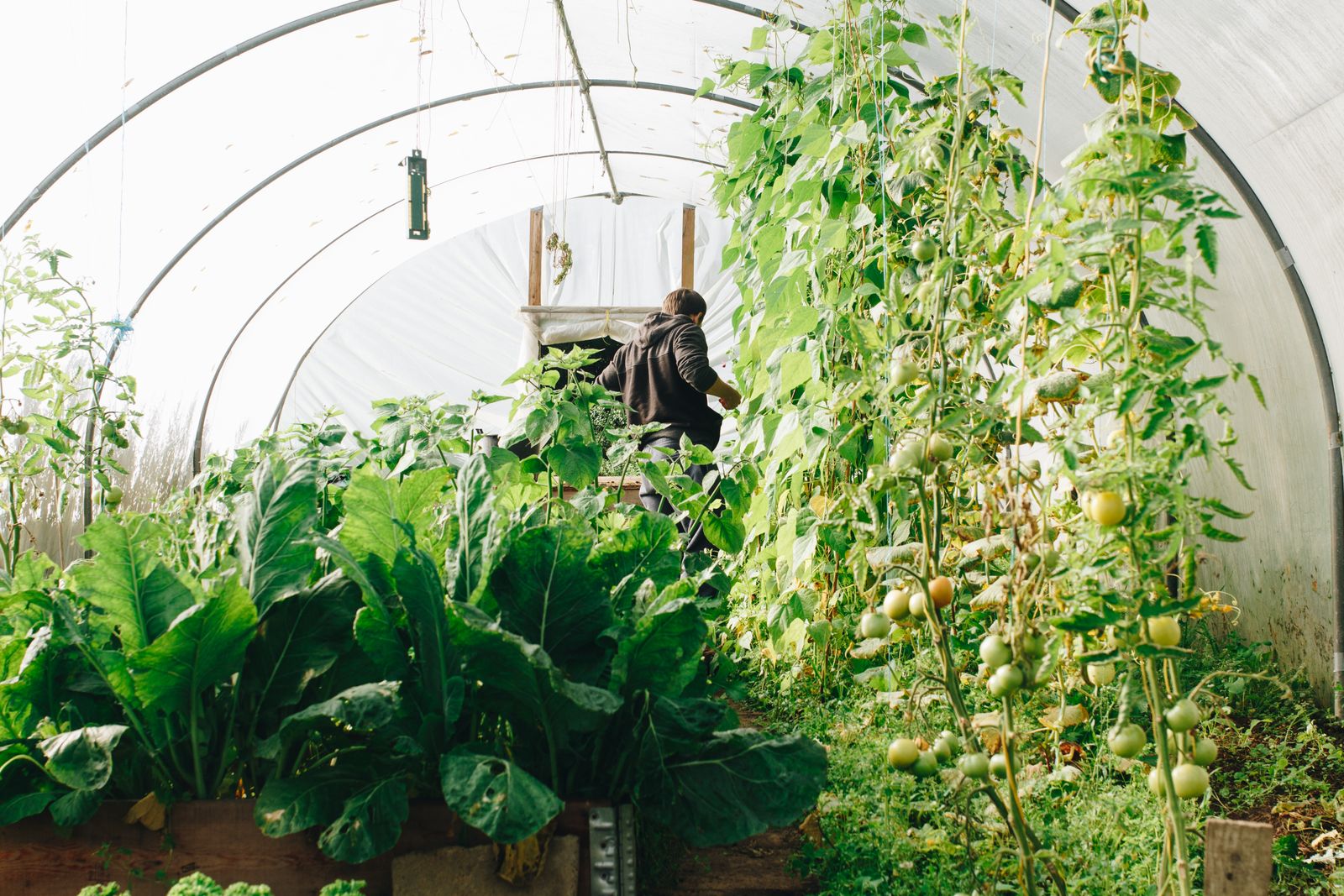 A farmer tending rows of vegetables inside a lush greenhouse