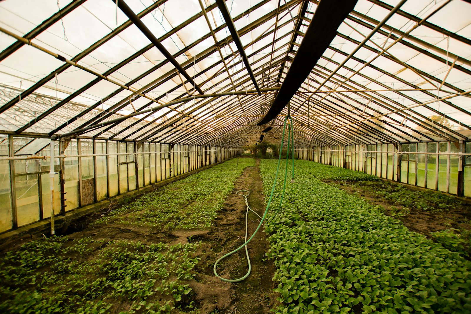 Warm sunset light filling a greenhouse interior, plants silhouetted against the glow