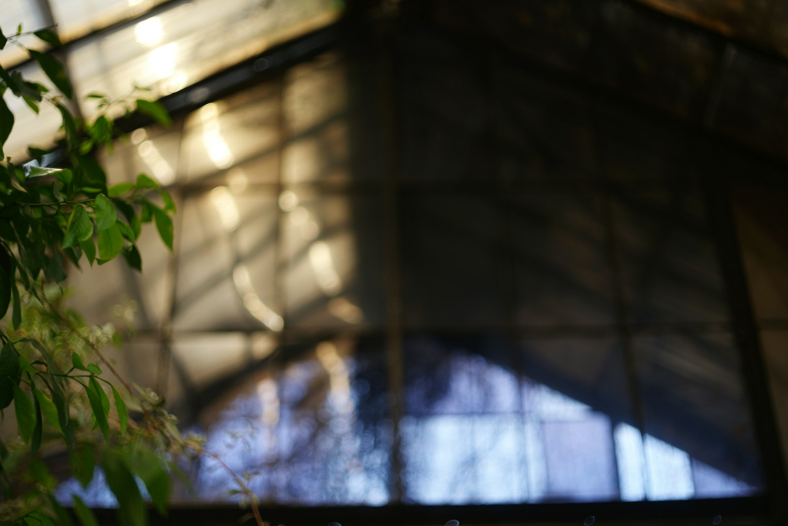 Warm sunlight streaming through a glass greenhouse window onto lush green plants growing inside