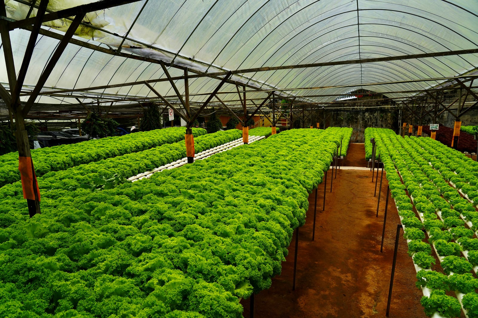 Interior of a small greenhouse with lush green plants and seedlings growing in organized rows