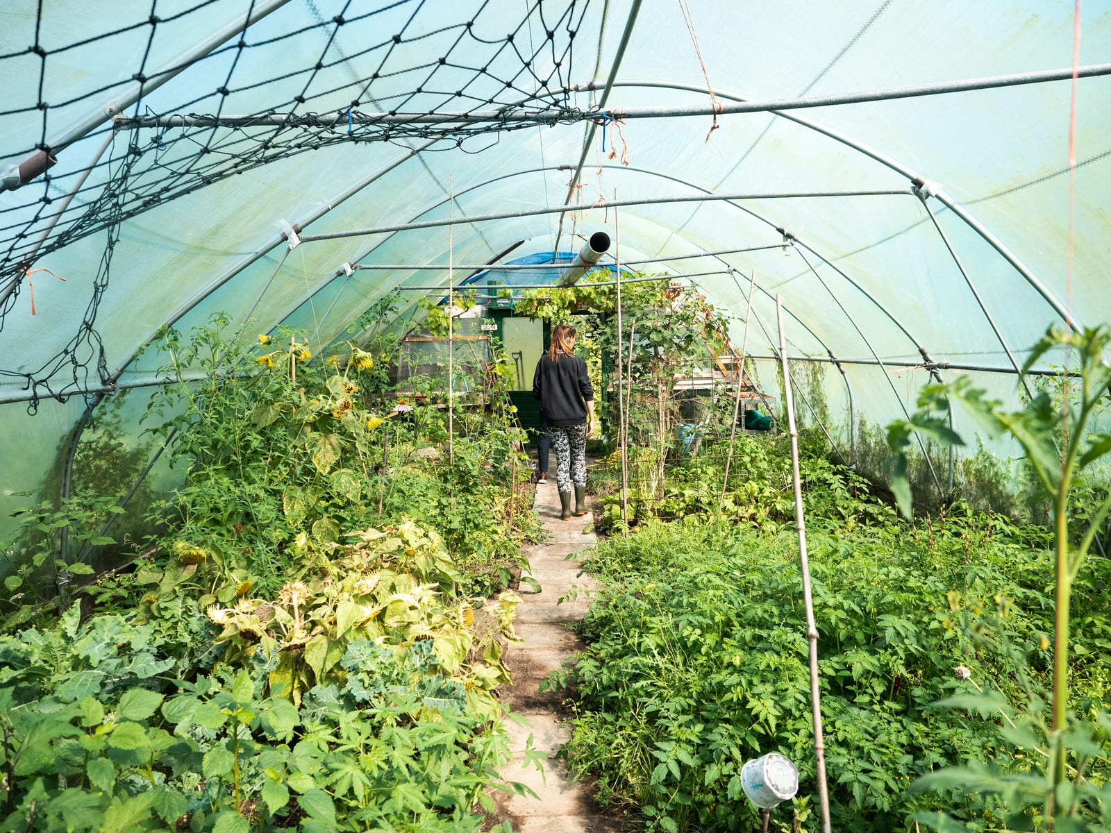A person in a blue jacket standing among lush green plants in a growing space inspecting the crop