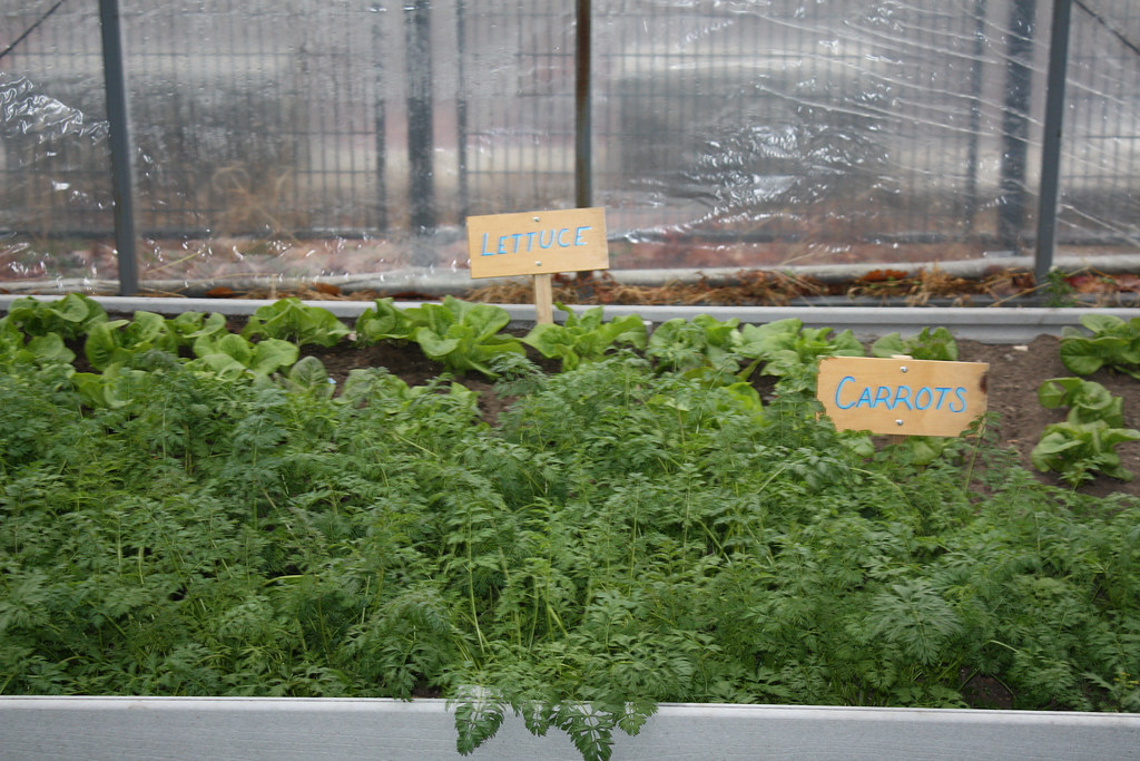Inside a small greenhouse in winter, rows of cold-hardy greens growing under a translucent plastic roof