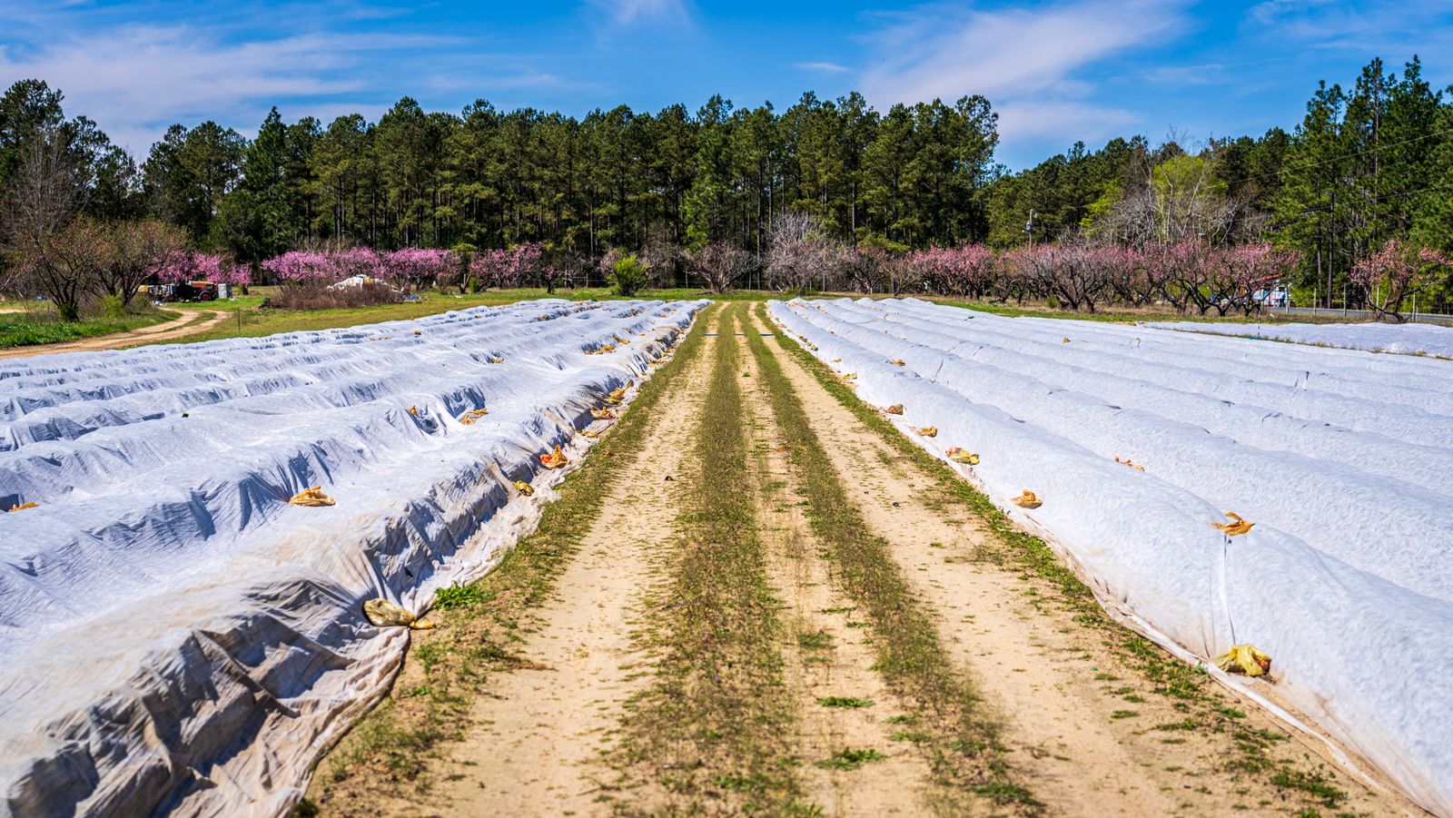 Aerial view of a dirt farm road running past crop rows protected with white plastic row covers
