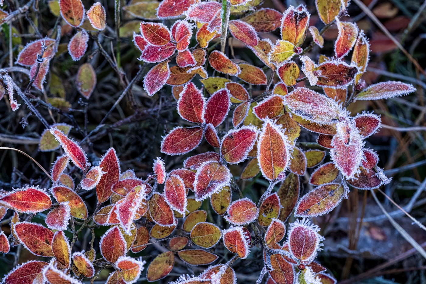 Close-up of ice crystals coating a plant leaf on a frosty morning