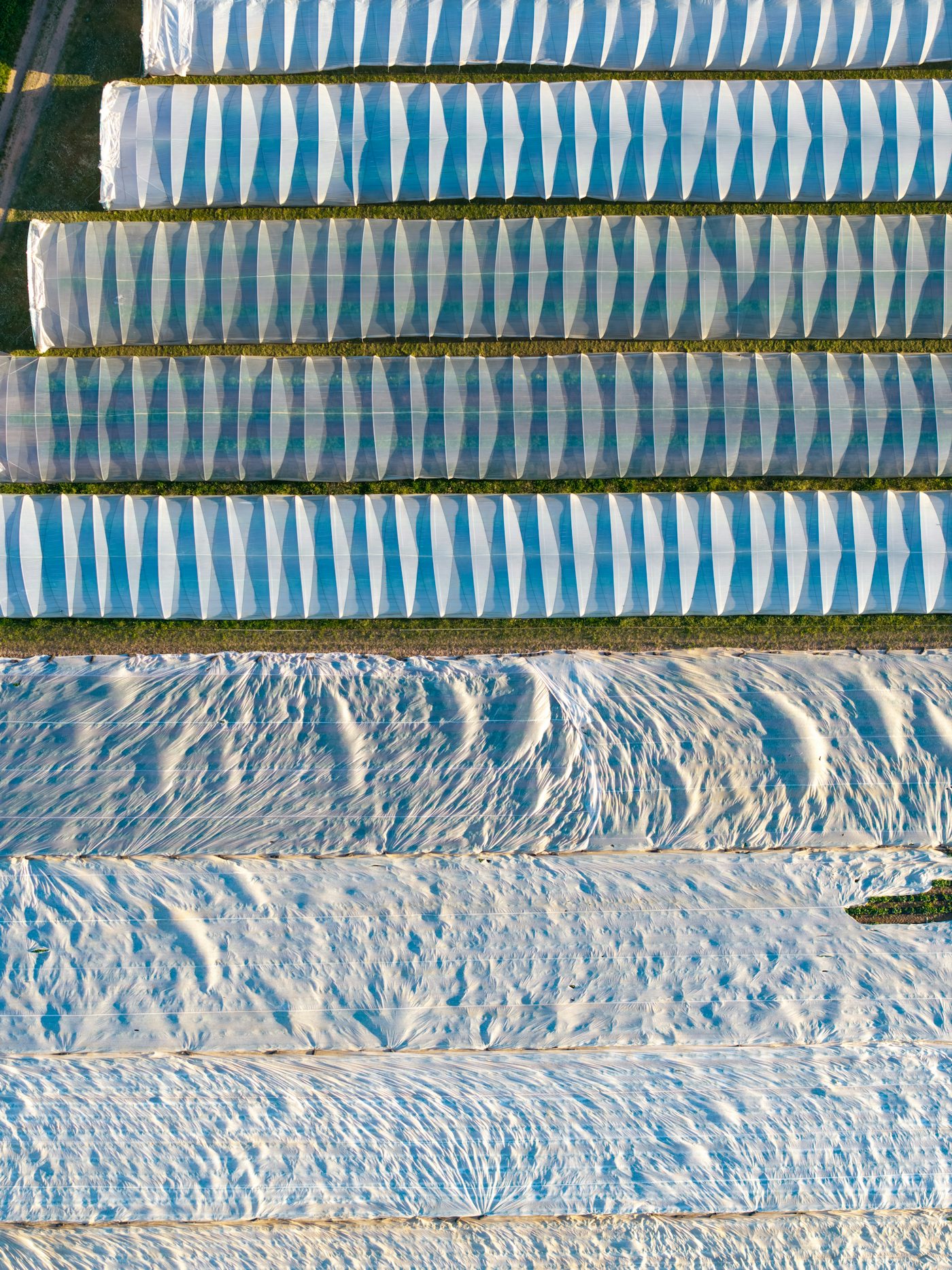 Long rows of white low tunnel row covers stretched over crop beds in a farm field