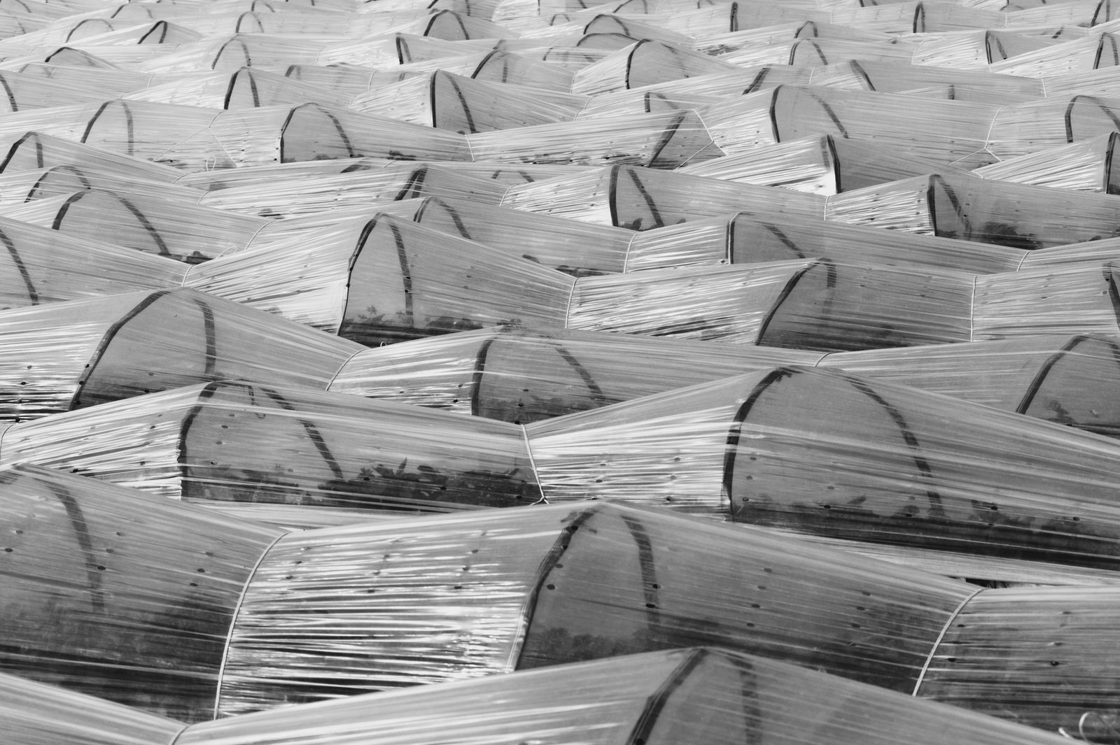 Black and white photo of low tunnel row covers stretched over crop rows on a farm in early spring