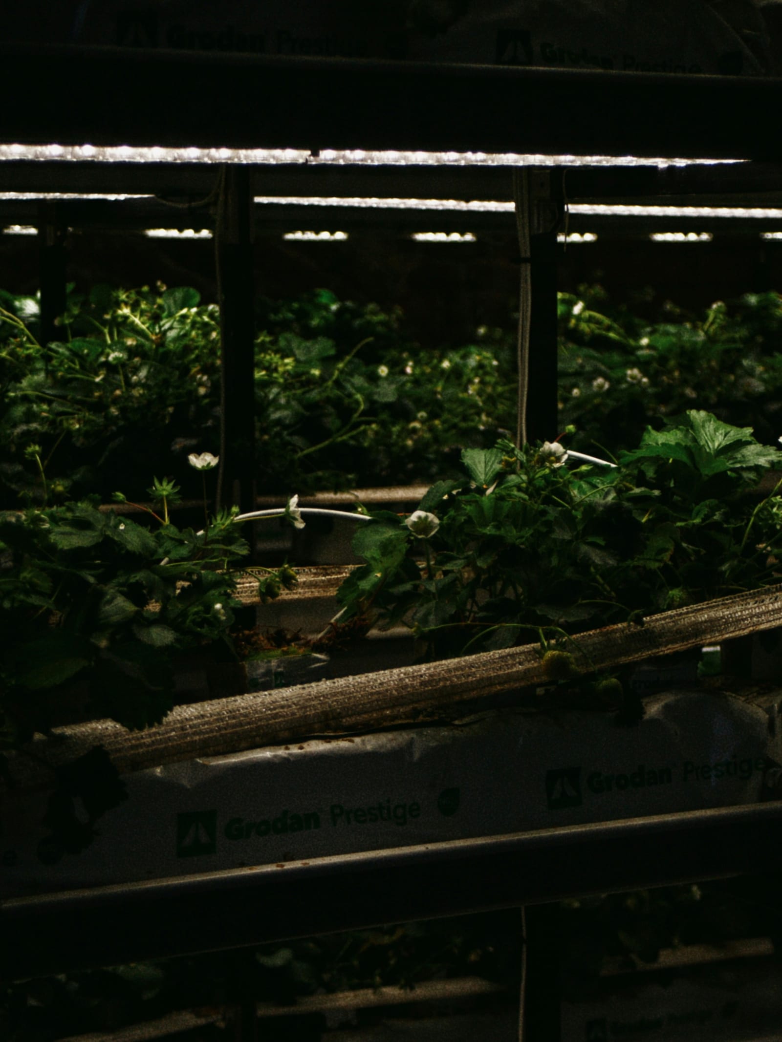 Rows of lush green plants growing in a greenhouse under arrays of artificial grow lights mounted overhead