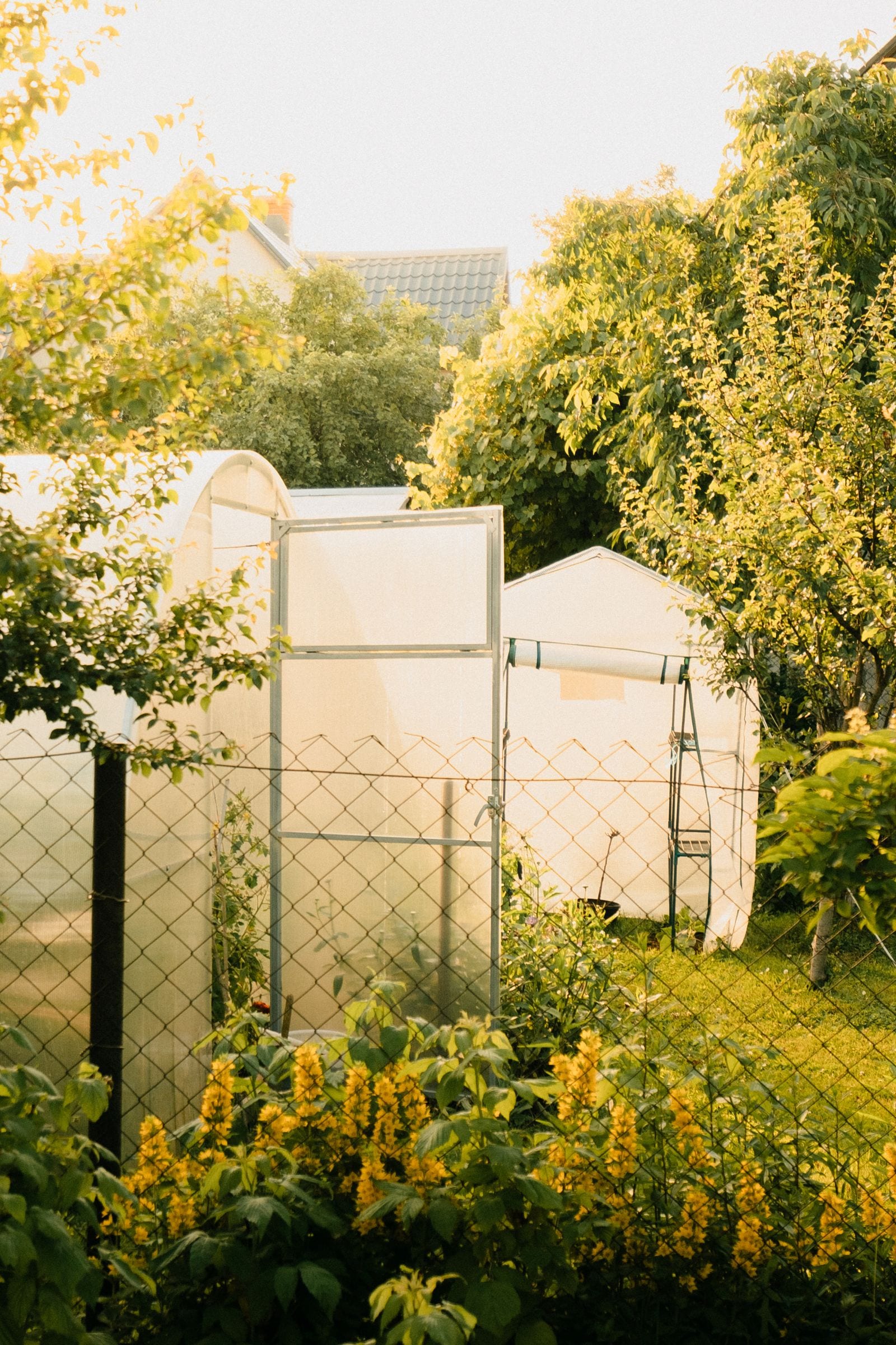 A sunny backyard greenhouse with glass panels surrounded by flower garden beds under a clear sky