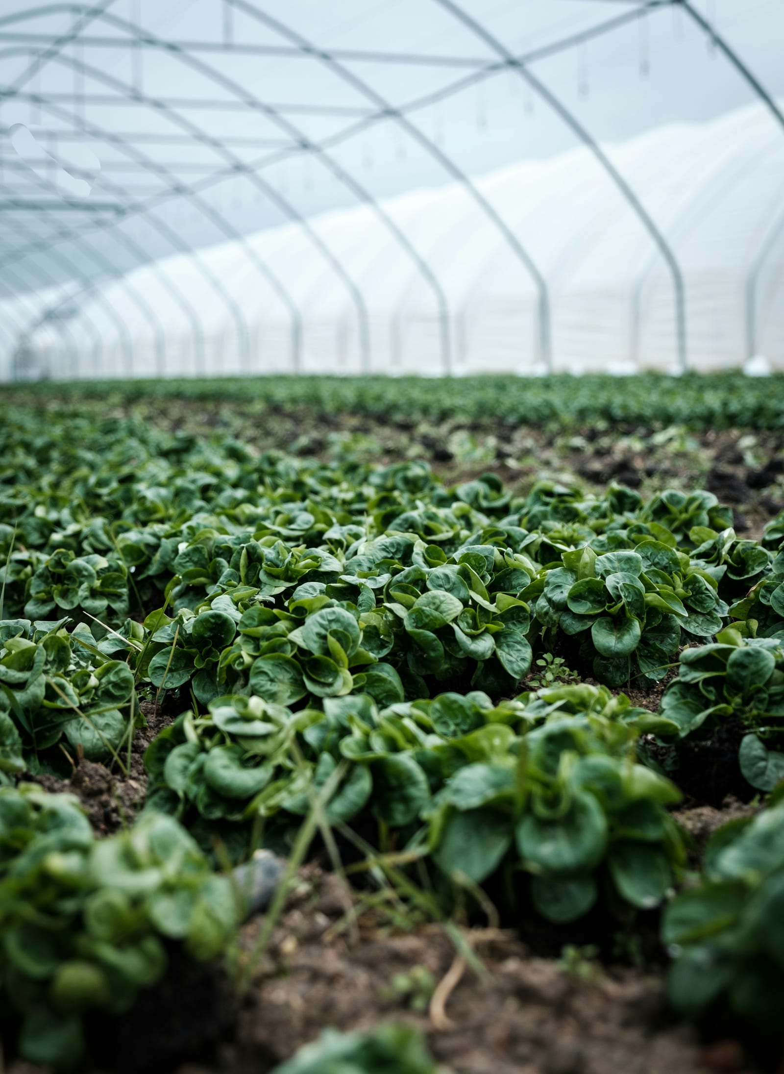 Young green seedlings and plants growing in a greenhouse with warm natural light filtering through the glazing