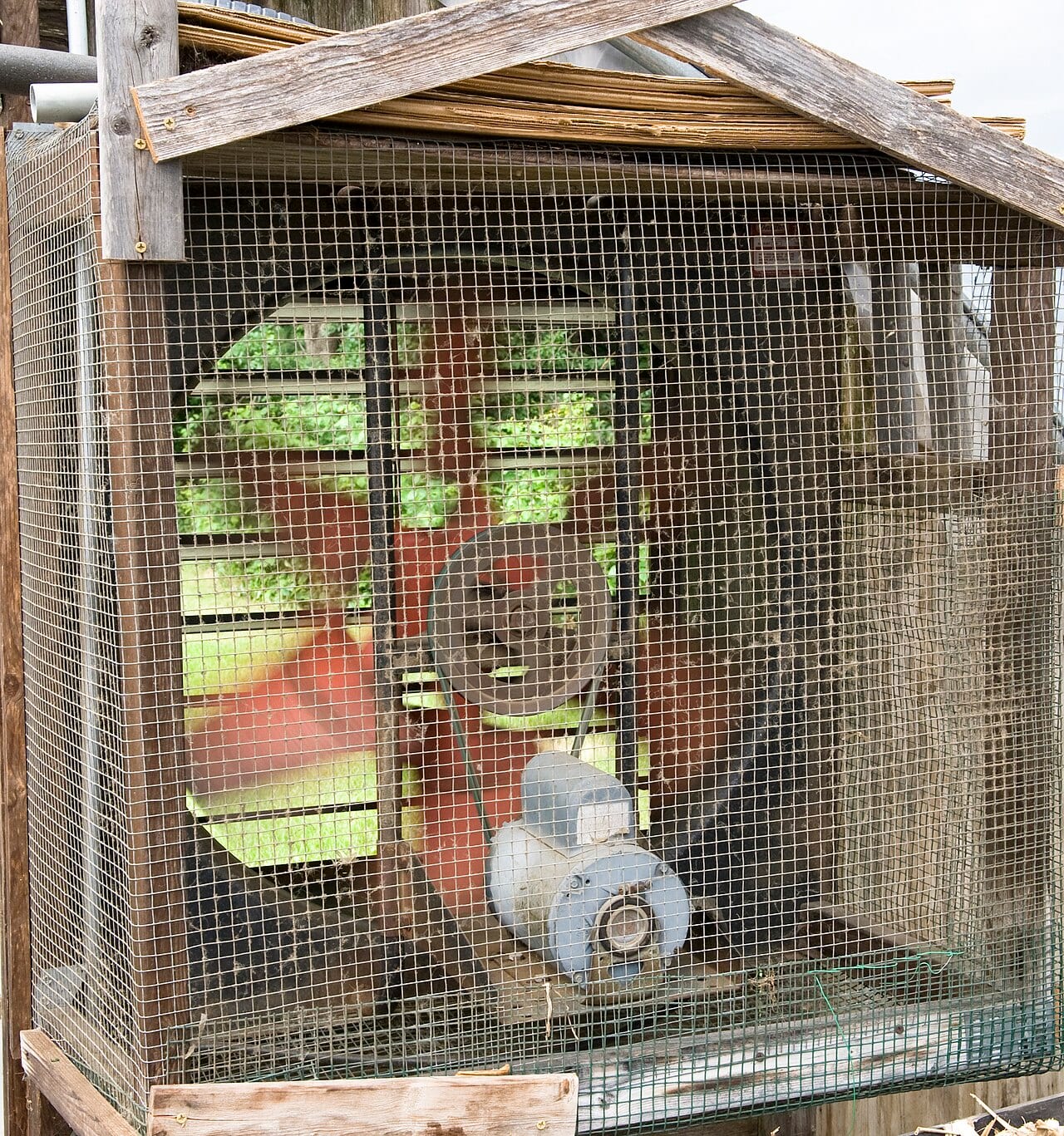 An exhaust fan mounted high on the end wall of a small greenhouse, with a protective wire screen over the blades
