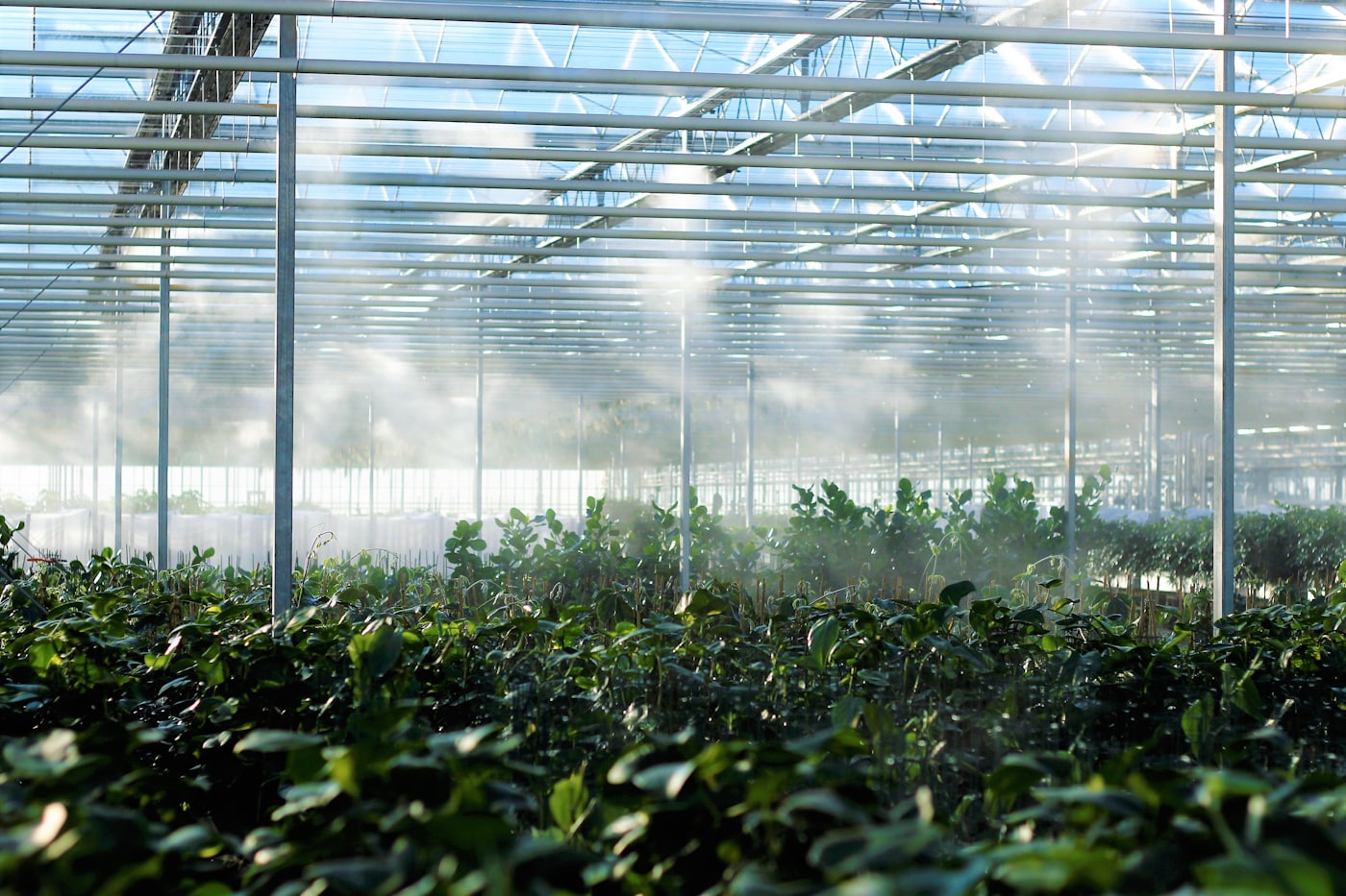 Interior of a greenhouse filled with plants under filtered natural light coming through the glazed roof