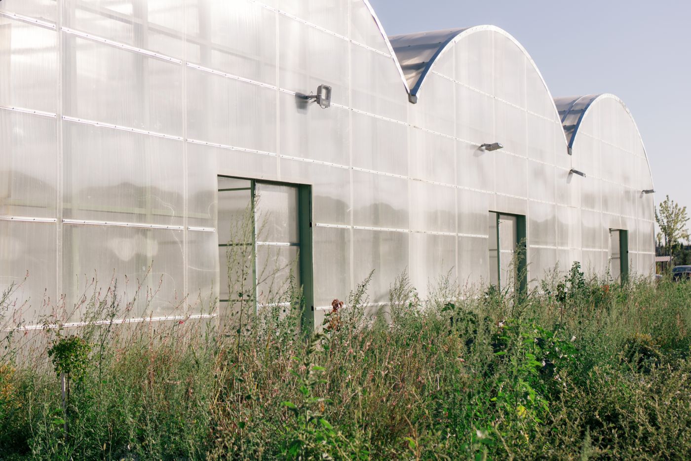 Modern greenhouse with translucent twin-wall polycarbonate panel walls and roof