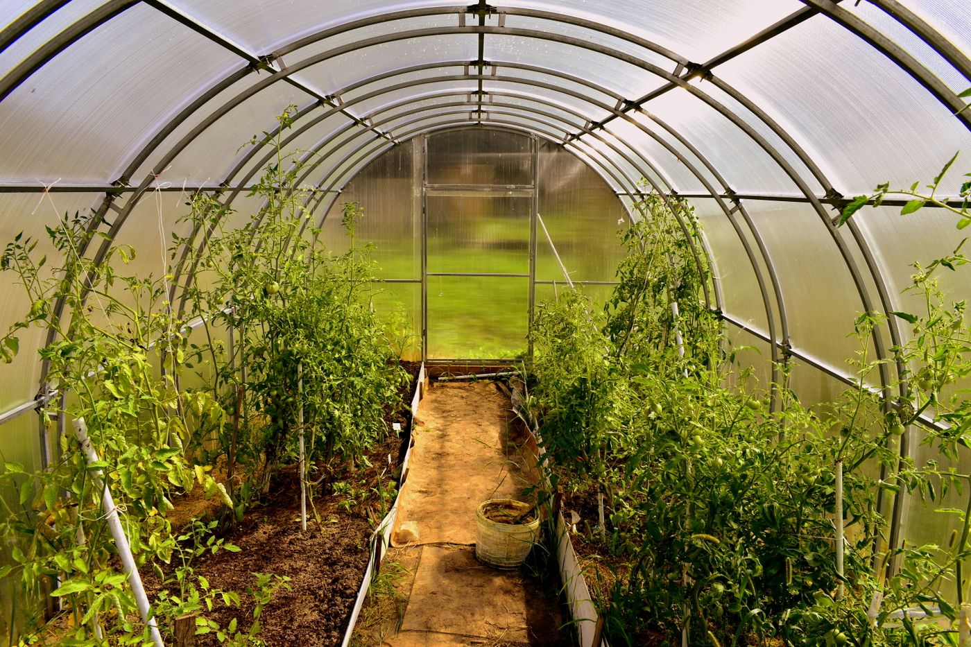 Interior of a greenhouse with lush green plants under diffused overhead light