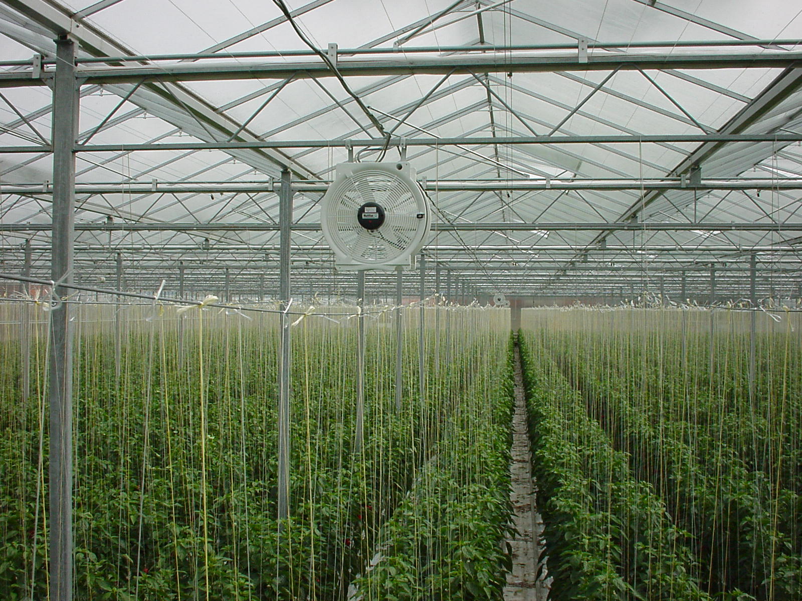 A ventilation fan mounted on the wall of a greenhouse structure for air circulation and cooling