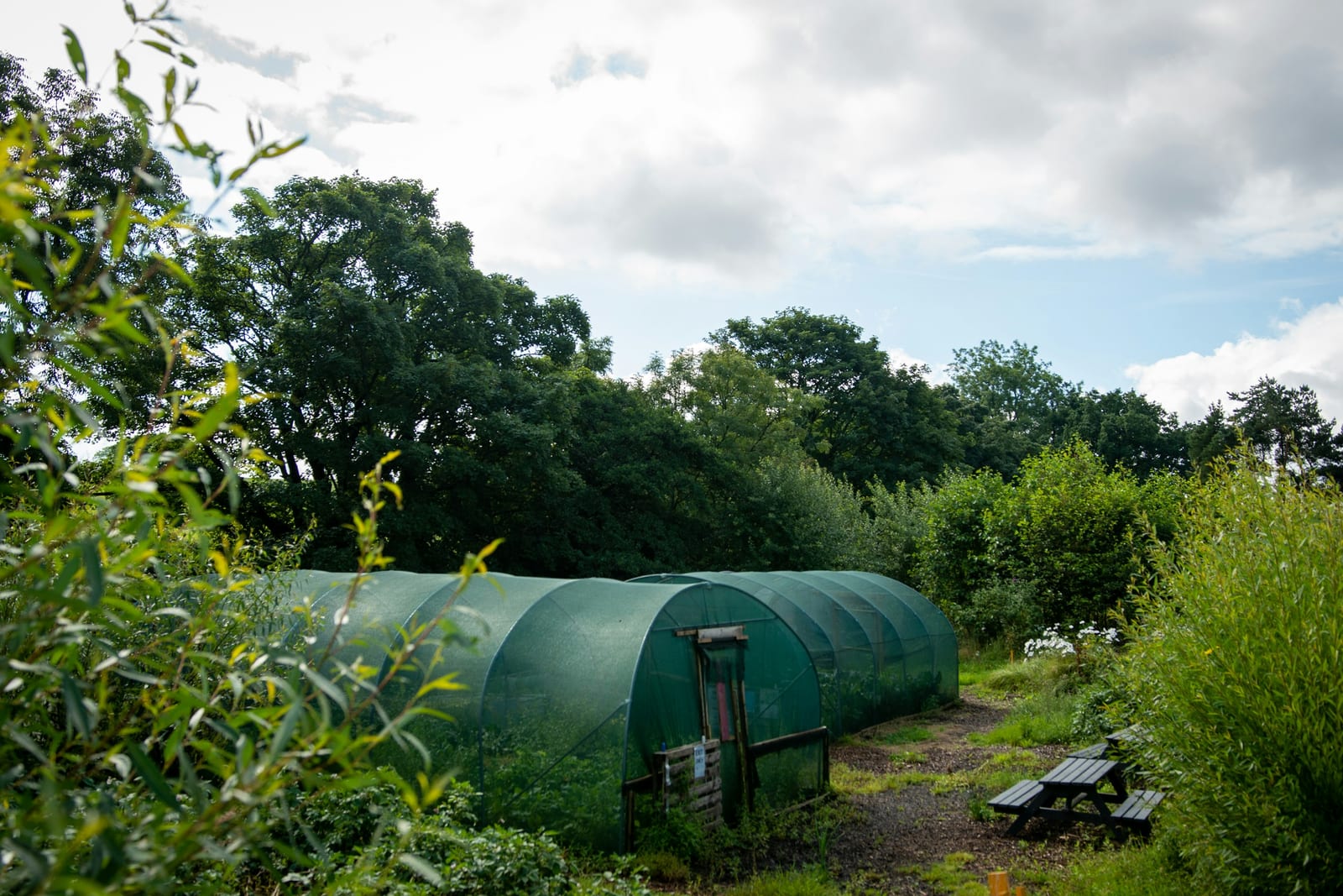 A greenhouse structure surrounded by lush green trees and dense foliage in summer