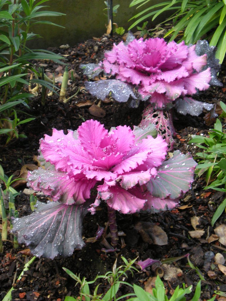 Colorful ornamental kale plants with curly frilled leaves in shades of purple and green, showing the visual range of Brassica oleracea varieties