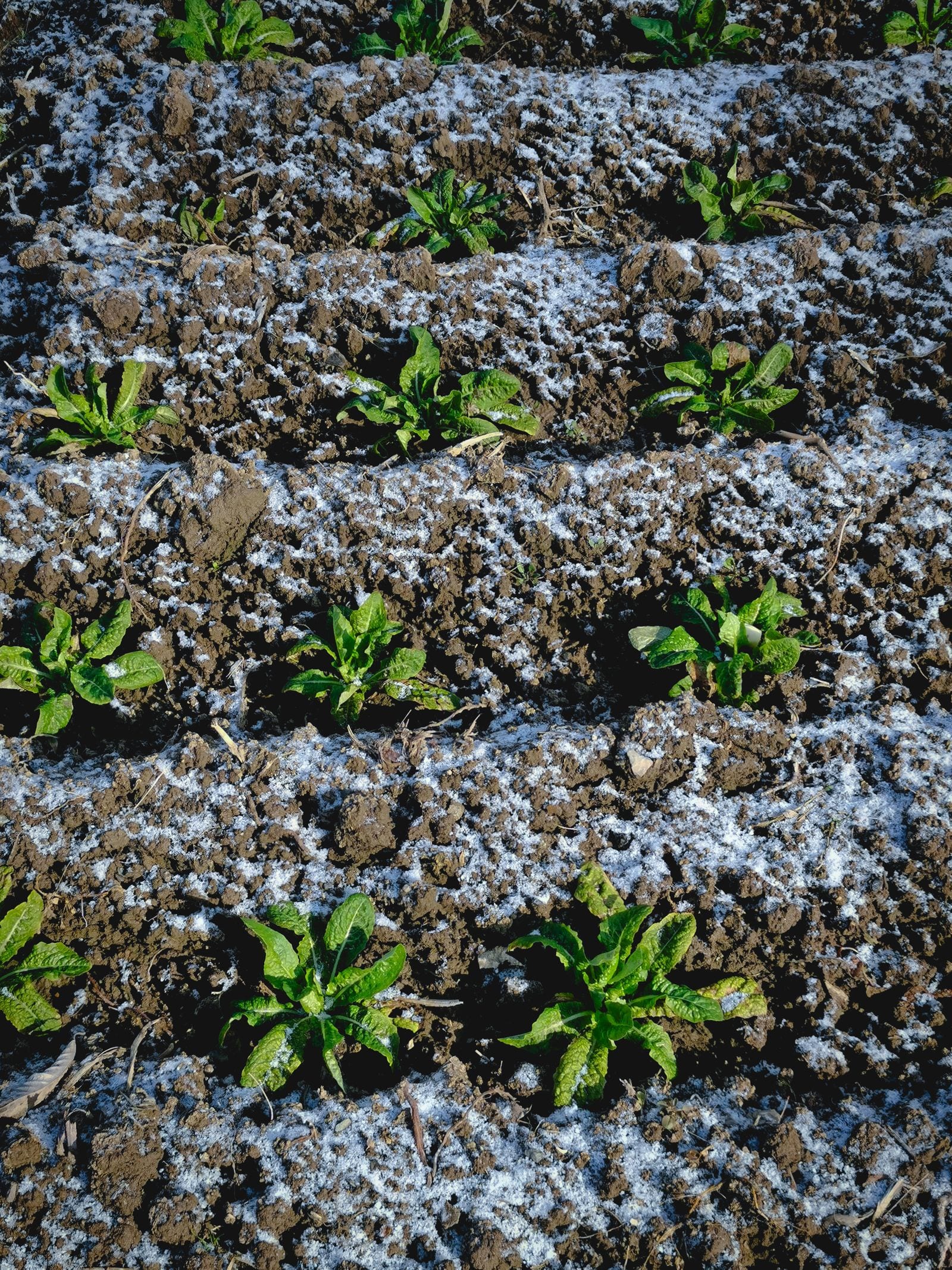 Close-up of spinach plants with frost on the surrounding soil, leaves green and undamaged, growing through winter in a field in Chongming, Shanghai
