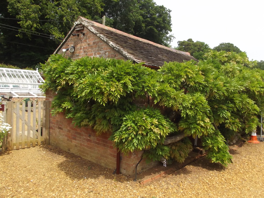 A long Victorian kitchen-garden greenhouse with a brick base