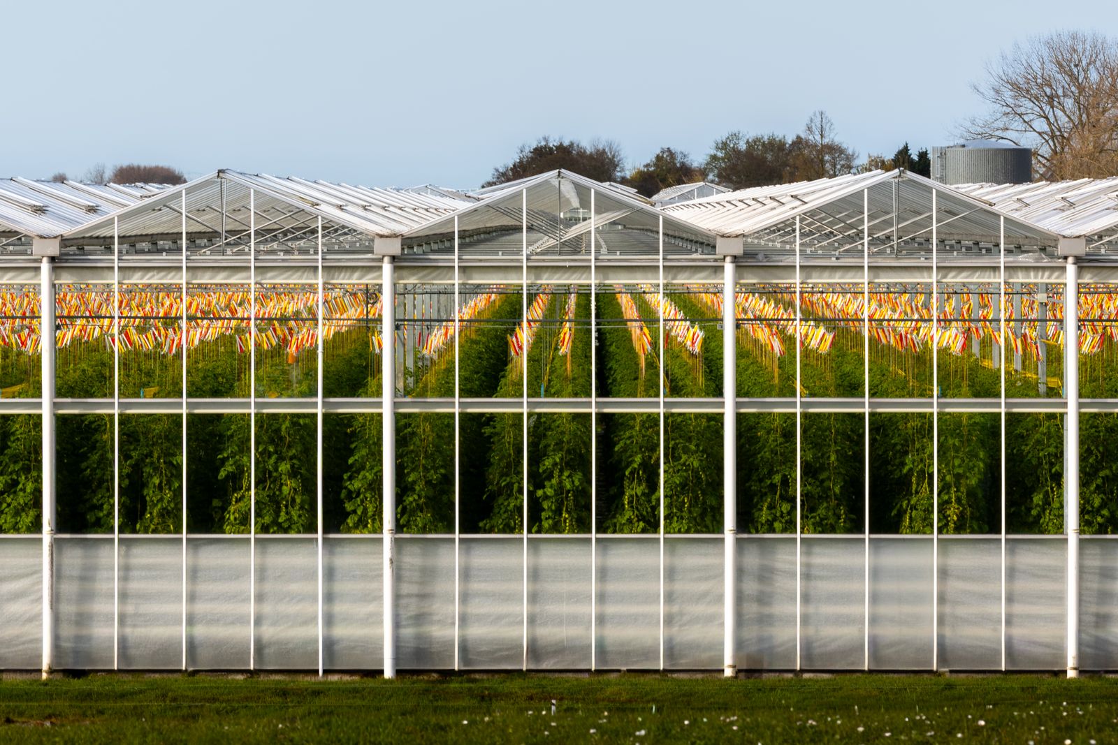 Contemporary greenhouse in the Netherlands with rows of vibrant tomato plants growing in organized cultivation under glass panels