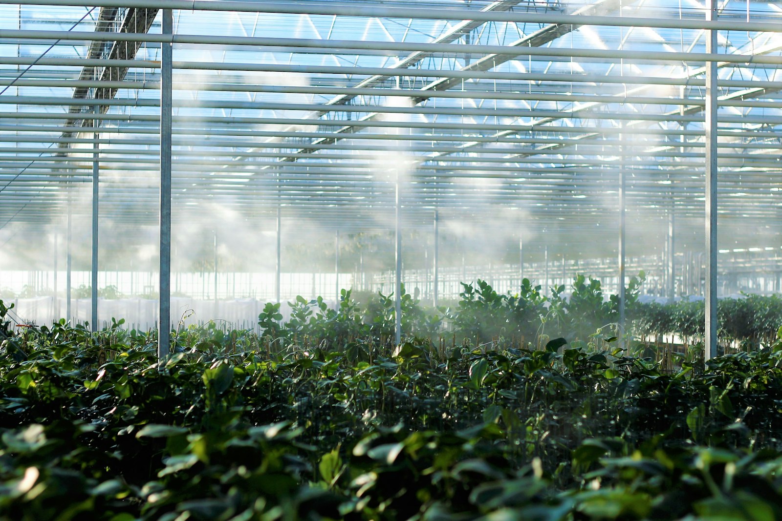 A greenhouse interior filled with abundant green plants growing in natural light streaming through polycarbonate panels