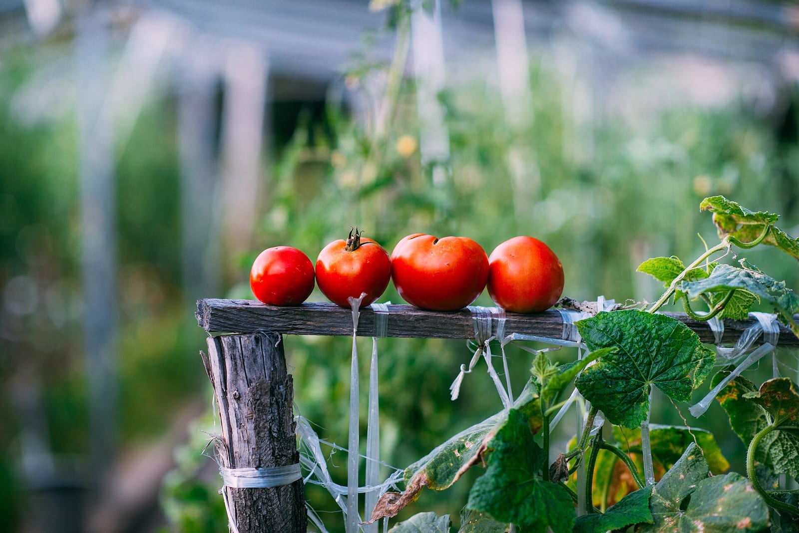 Rows of tomato plants growing on the floor of a greenhouse in organized cultivation under natural light