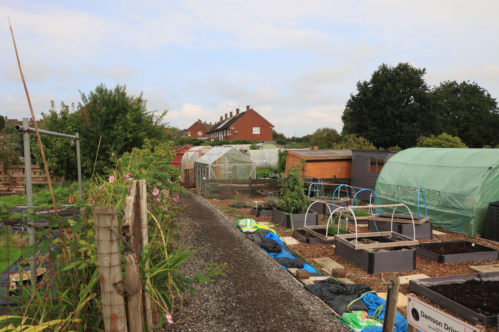English community garden allotments with multiple traditional greenhouse structures in rows under a clear blue sky