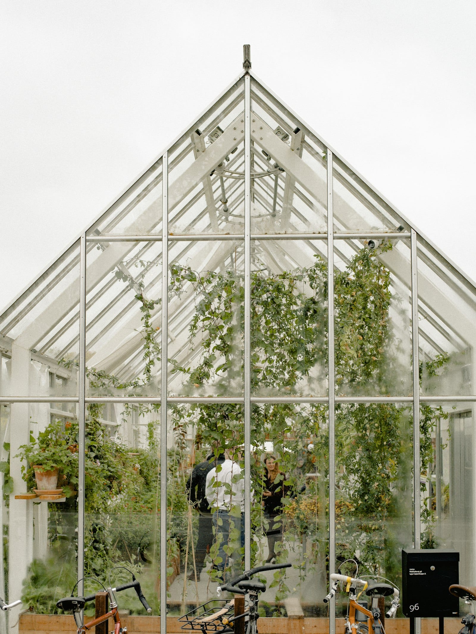People working inside a productive greenhouse growing space with lush plants on both sides and a center working aisle