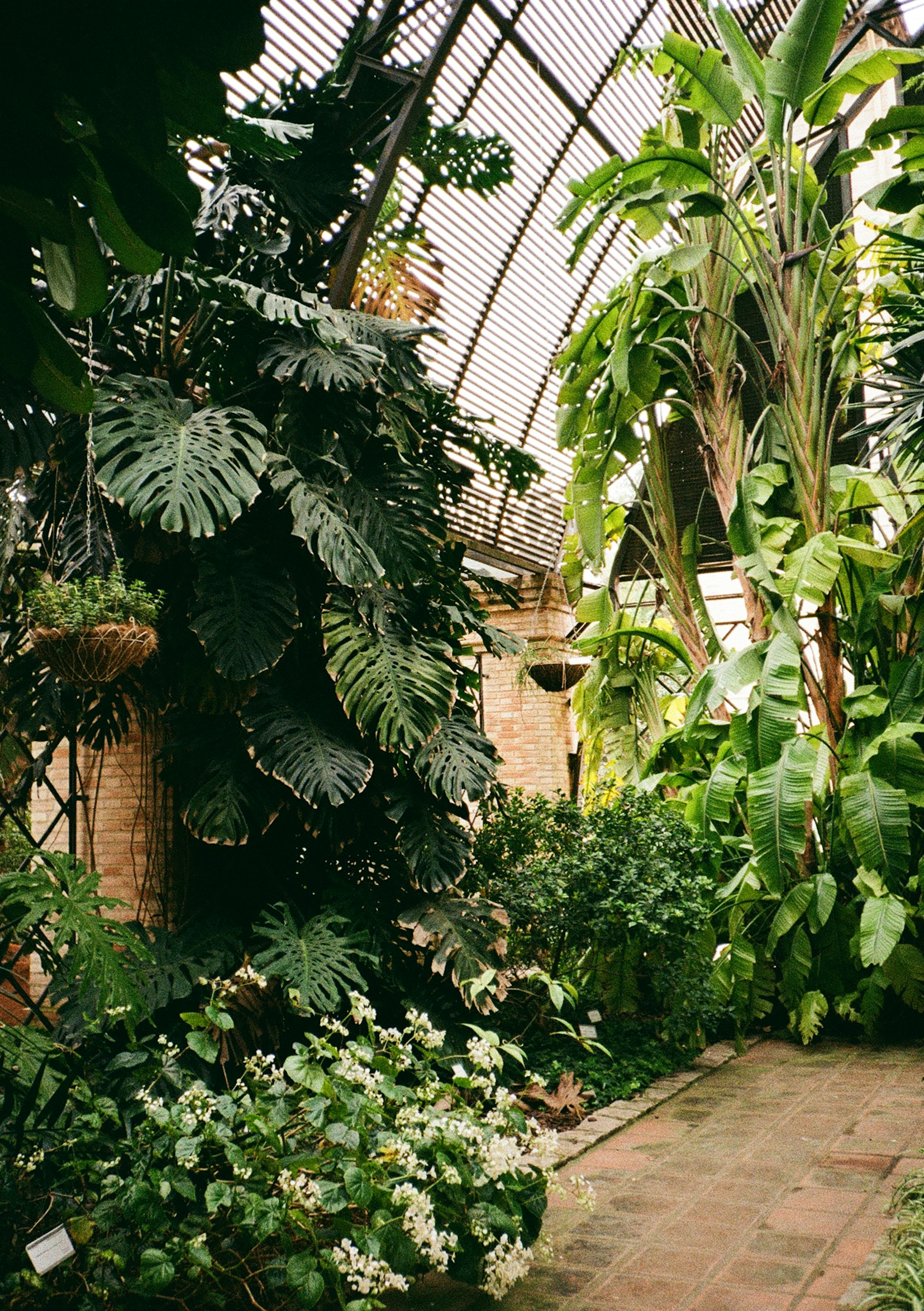 A film photograph of a greenhouse interior densely filled with green foliage and hanging plants