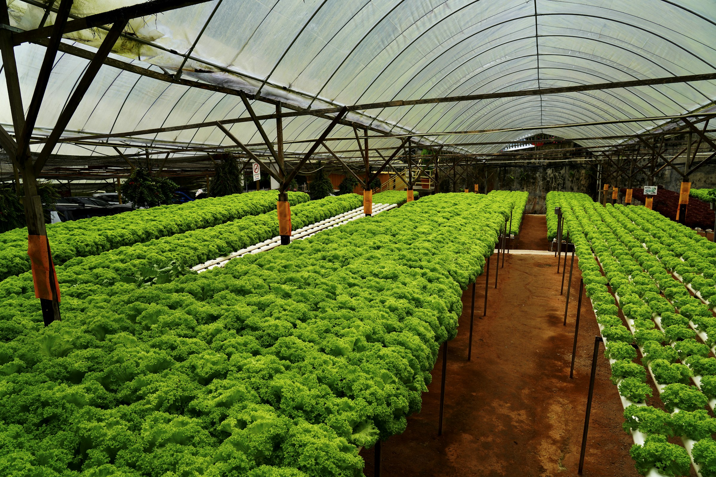 A commercial-style greenhouse interior packed with rows of green vegetable plants