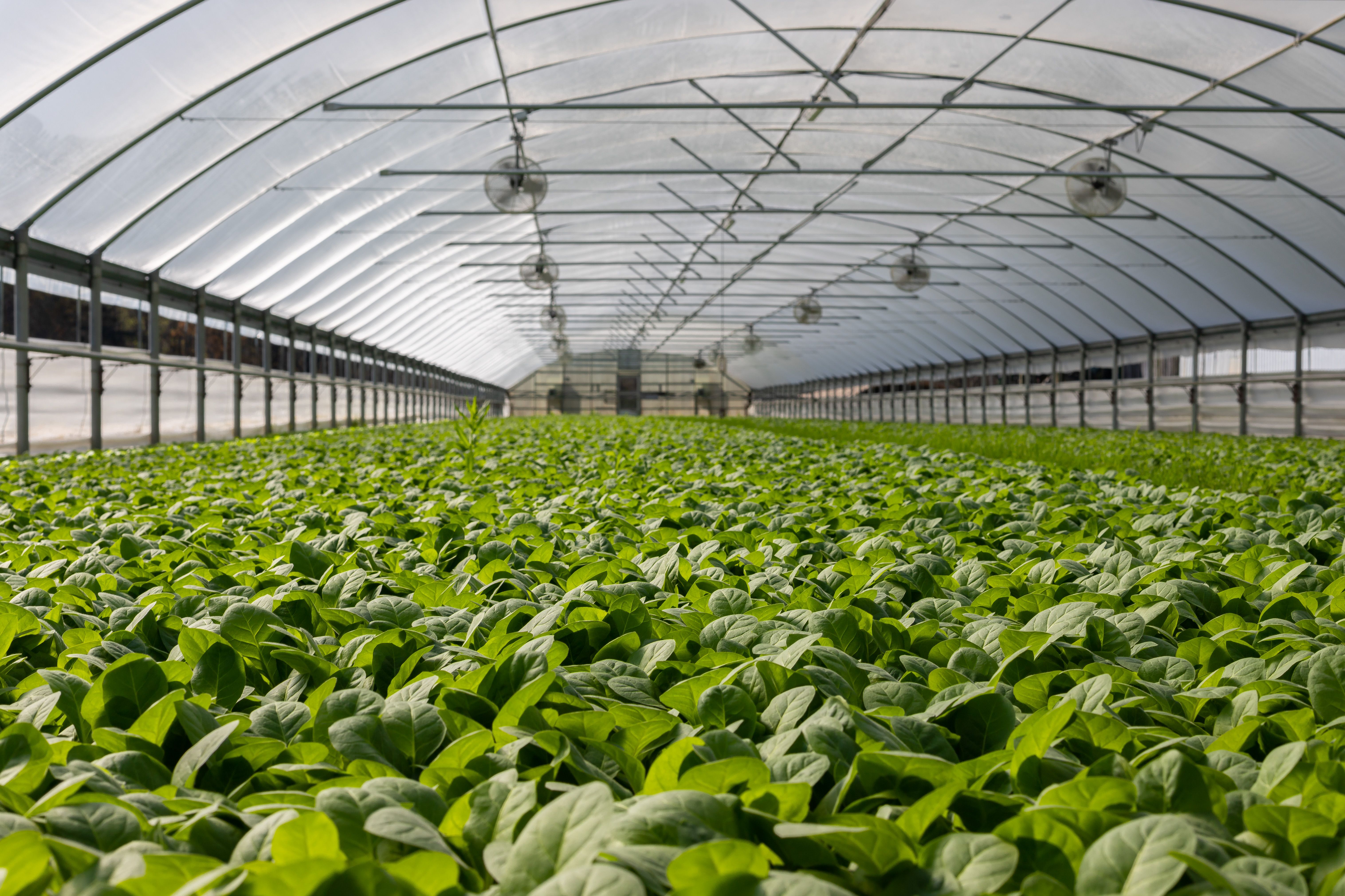 Rows of green plants thriving inside a sunlit greenhouse with a metal frame visible overhead