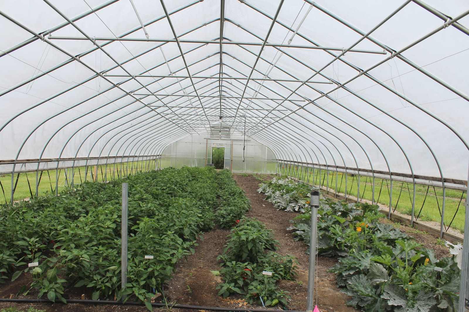 Interior of a PE-covered hoop house with crops growing in even diffused light on raised beds