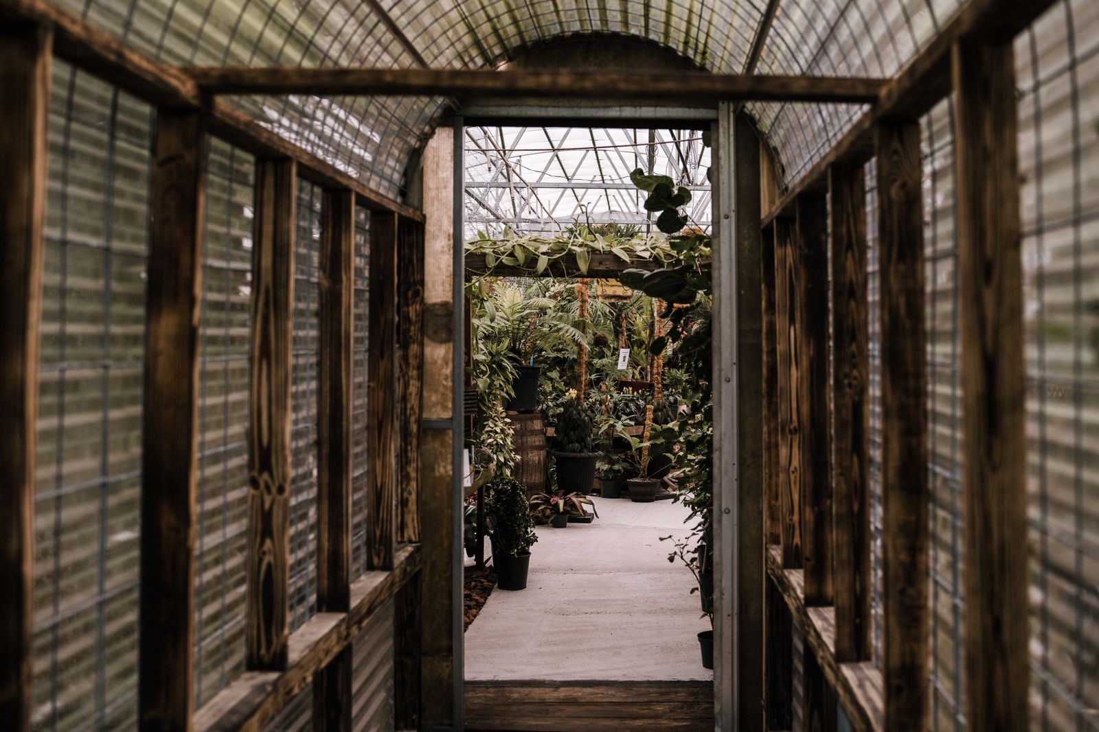 A pathway through a greenhouse with lush plants growing on both sides basking in even natural light